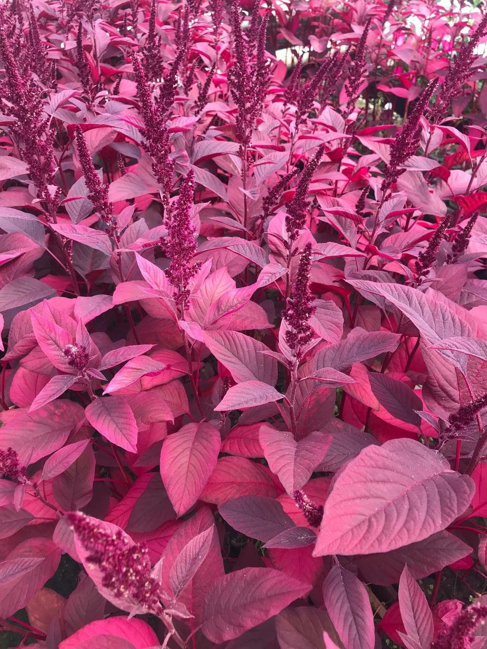 Amaranthus Extract