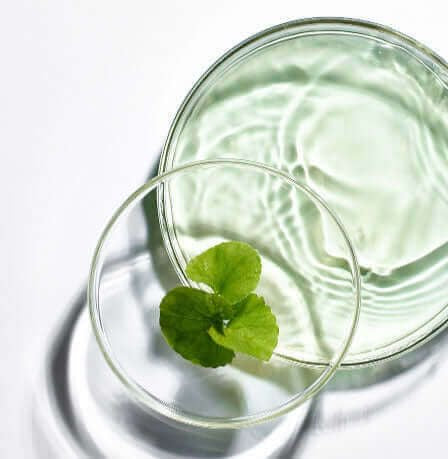 Centella Asiatica Extract